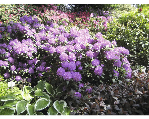 Blühende Rhododendren im Garten