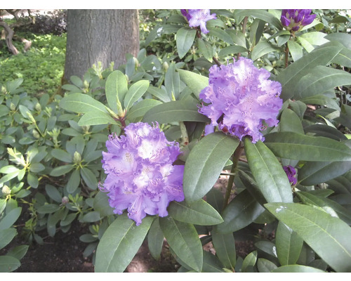 Blühender Rhododendron im Garten