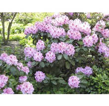 Rhododendronbusch mit Blüten im Garten