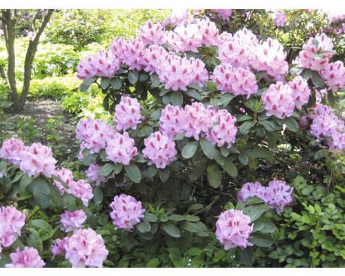 Rhododendronbusch mit Blüten im Garten