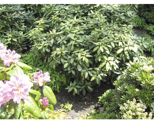 Zierstrauch Rhododendron/Alpenrose 'Goldflimmer' 30/40 cm, im Topf-0