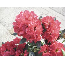 Blühender Rhododendron im Garten