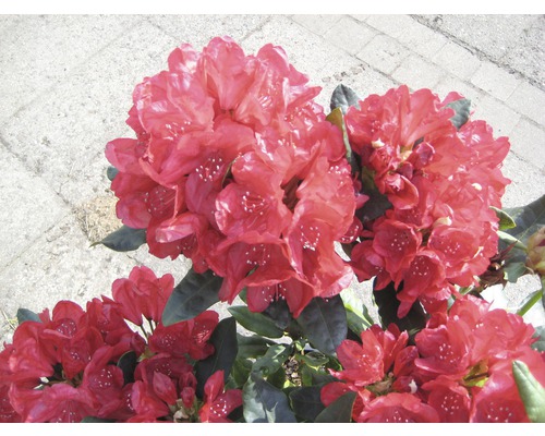 Blühender Rhododendron im Garten