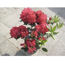 Rhododendron mit Blüten im Topf
