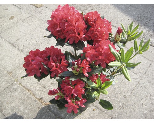 Rhododendron mit Blüten im Topf