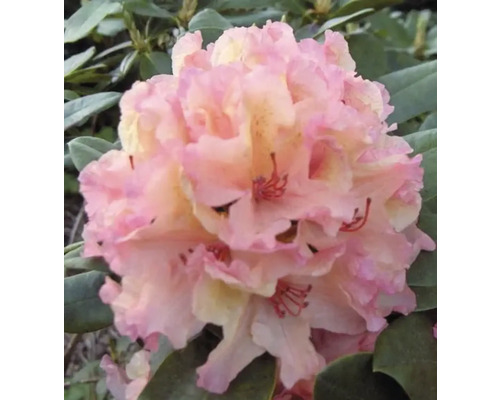 Nahaufnahme einer Rhododendronblüte