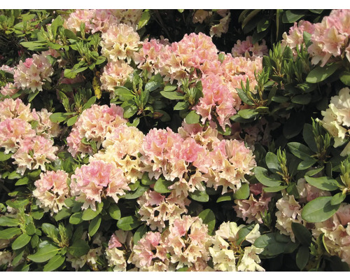 Zierstrauch Rhododendron/Alpenrose 'Brasilia' 30/40 cm, im Topf