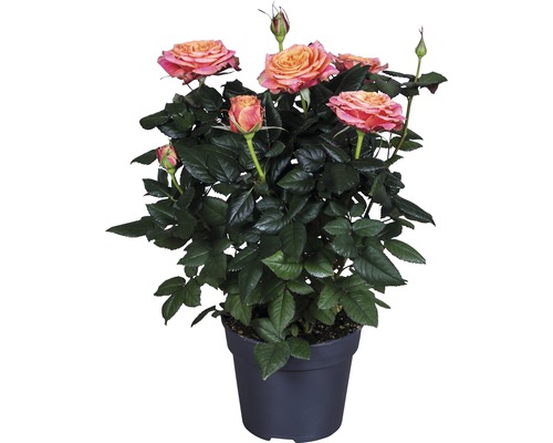 Zimmerrose FloraSelf Rosa Hybride 'Lenora' H 30-40 cm Ø 13 cm Topf orange