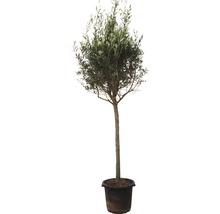 Olivenbaum Olea europea Stämmchen 160-180cm 35er Topf-thumb-0
