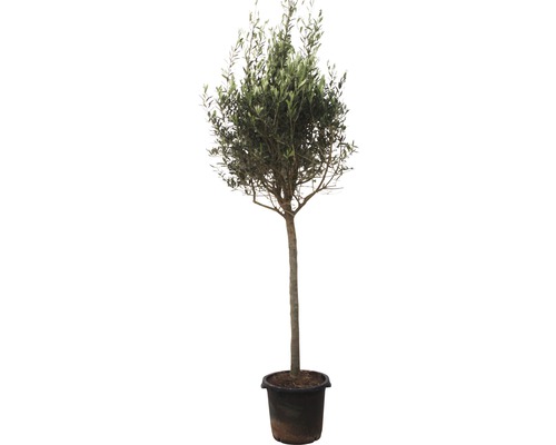 Olivenbaum Olea europea Stämmchen 160-180cm 35er Topf-0