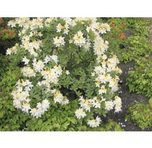 Blühender Rhododendronbusch mit weißen Blüten