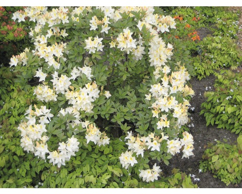 Blühender Rhododendronbusch mit weißen Blüten