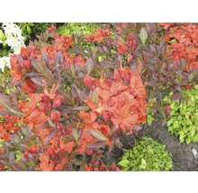 Nahaufnahme einer blühenden Azalee im Garten