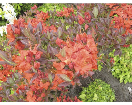 Nahaufnahme einer blühenden Azalee im Garten