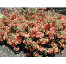 Busch mit orangeroten Blüten und grünen Blättern