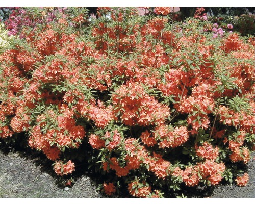 Busch mit orangeroten Blüten und grünen Blättern