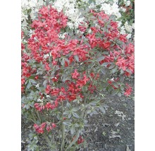Roter Azaleenstrauch im Garten