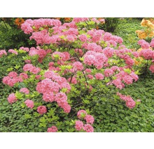 Azaleenstrauch mit rosa Blüten