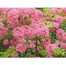 Nahaufnahme einer Azalee mit Blüten