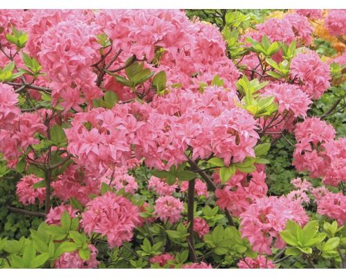 Nahaufnahme einer Azalee mit Blüten