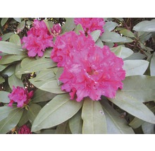 Nahaufnahme einer Rhododendronblüte mit Blättern