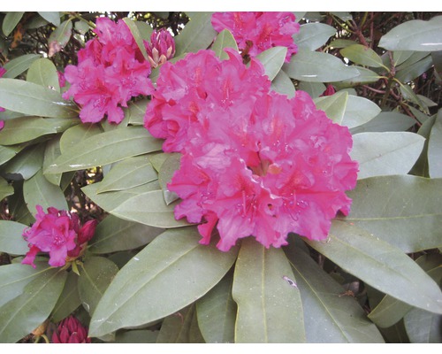 Nahaufnahme einer Rhododendronblüte mit Blättern