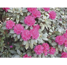 Nahaufnahme von blühendem Rhododendronstrauch