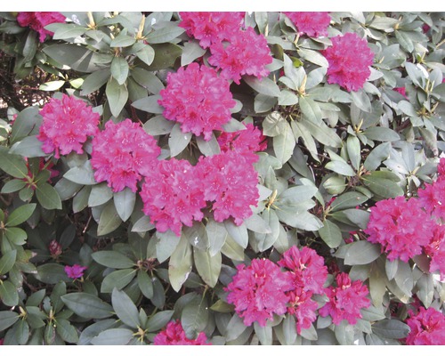 Nahaufnahme von blühendem Rhododendronstrauch