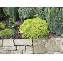 Szene mit Ziersträuchern und einer Steinmauer im Garten.