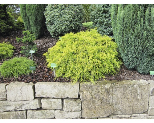 Szene mit Ziersträuchern und einer Steinmauer im Garten.