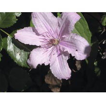 Nahaufnahme einer Clematisblüte