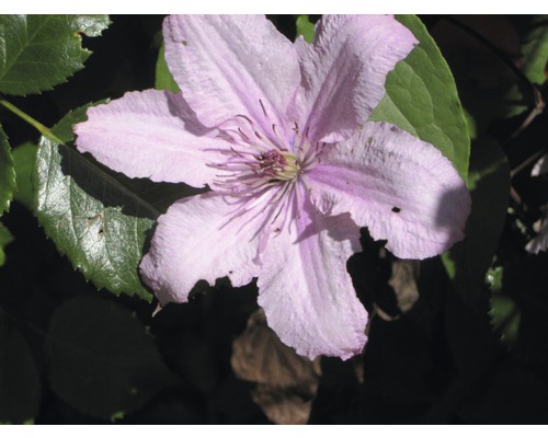 Nahaufnahme einer Clematisblüte