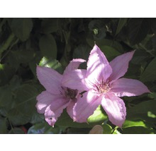 Zwei Clematisblüten im Garten