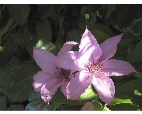 Zwei Clematisblüten im Garten