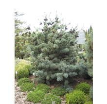 Kiefer mit Zapfen im Garten