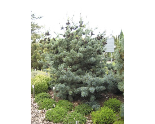 Kiefer mit Zapfen im Garten