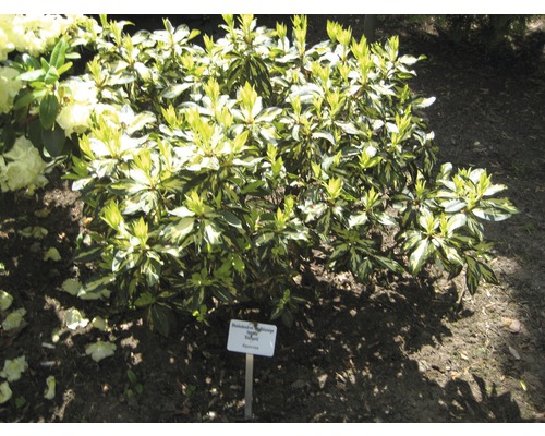 Rhododendronbusch mit grünen und hellen Blättern im Garten.