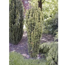 Säulenförmige Eibe im Garten