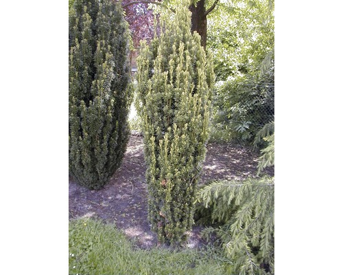 Goldgelbe Säuleneibe 'Fastigiata Aurea' 40/50 cm Säulenförmige Eibe im Garten