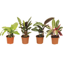 Verschiedene Korbmaranten Pflanzen in Töpfen