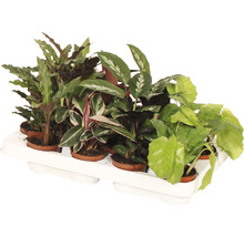 Tablett mit verschiedenen Zimmerpflanzen