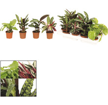 Verschiedene Korbmaranten in Töpfen und einer Trage