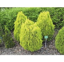 Gehölze-Set Vorgarten Schatten Morgenländischer Lebensbaum 'Aurea Nana', Kissen-Eibe & Goldene Straucheibe 15/30 cm, im Topf, 3 Stk