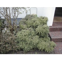 Bodendeckerpflanze im Garten