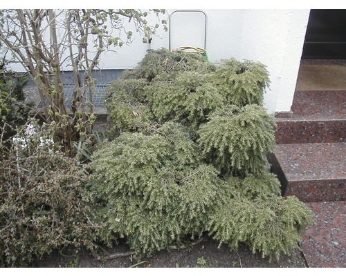 Bodendeckerpflanze im Garten