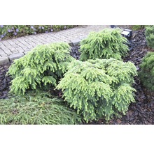 Mehrere Zwergfichten im Garten