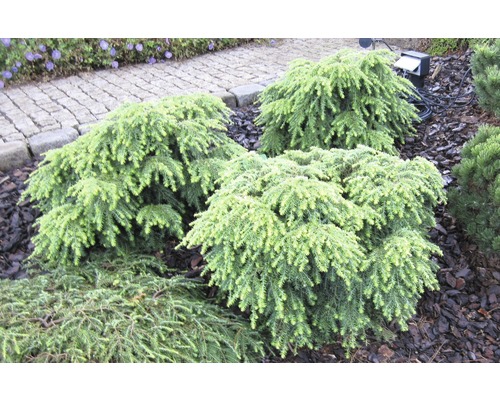 Mehrere Zwergfichten im Garten