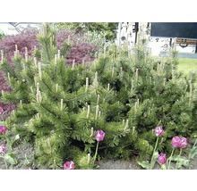 Kieferbusch im Gartenbeet mit Tulpen