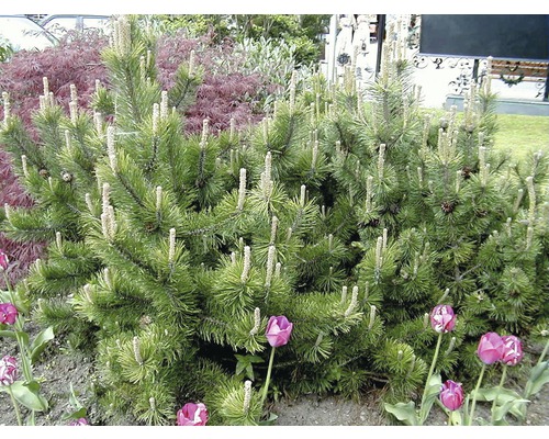 Kieferbusch im Gartenbeet mit Tulpen