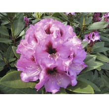 Blüte einer Rhododendron Pflanze im Detail.